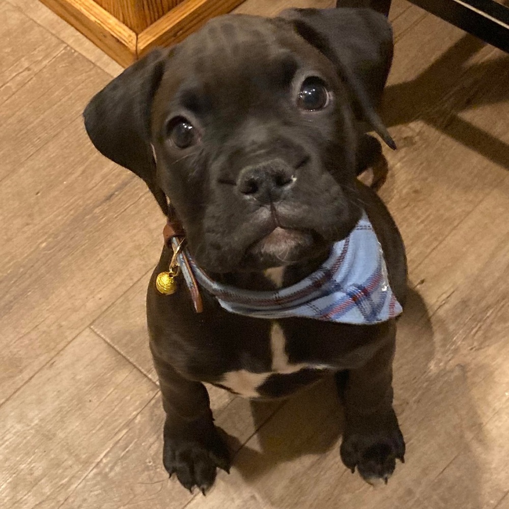 Meet your Posher, Jessie